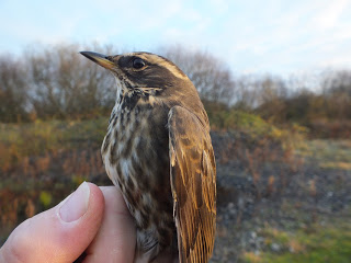 Redwing