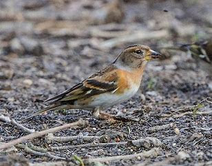 Brambling