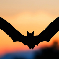 Evening Bat Walk & Nocturnal Wildlife Discovery - (Various Dates)