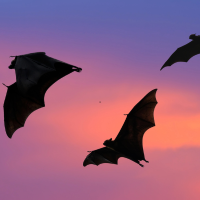 Llyn Llech Owain Bat & Nature Walk